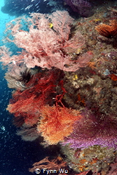 Different color sea fans. Taken at a depth of about 40ft ... by Fynn Wu 